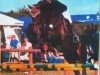 Springpferd El Libertino (Deutsches Sportpferd, 2006, von Lord Altmark)