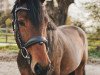 jumper Maestro's Son (Oldenburg show jumper, 2017, from Maestro vd Bisschop)