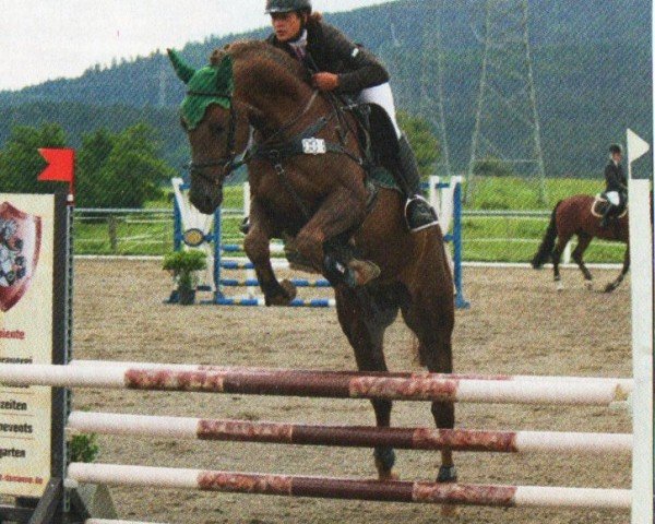 horse Calvados 132 (Arab half breed / Partbred, 2008, from Canillo ox)