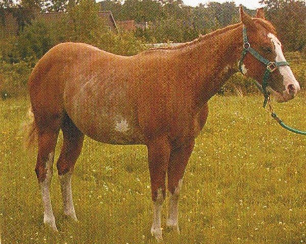 horse GL Gents Classic (Paint Horse, 2002, from Sophisticated Gent)
