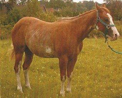 horse GL Gents Classic (Paint Horse, 2002, from Sophisticated Gent)