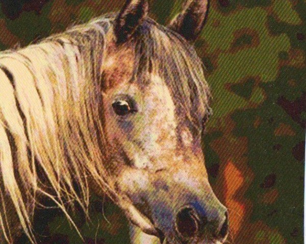 horse Naomi (Arabian, 2009, from Shahim Al Nakeeb ox)