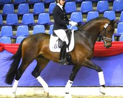 dressage horse San Sebastian (Oldenburg, 2015, from San Riant)