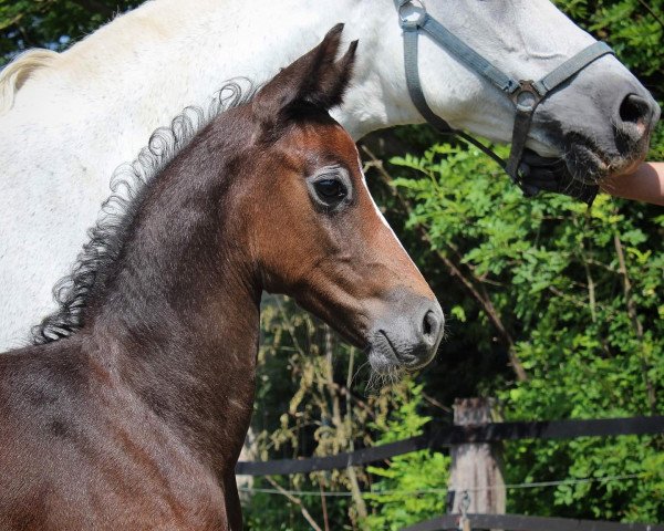 broodmare Walencia (Hanoverian, 1997, from Athletico)