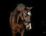 dressage horse Ben Lucca (Hanoverian, 2016, from Callaho's Benicio)