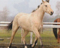 horse Dukat (Kinsky horse, 2000, from North Star VIII)