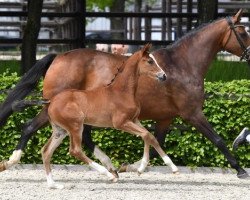 broodmare Rivera (German Warmblood, 2007, from Florencio I)