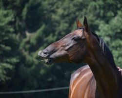 dressage horse Graf Gigolo (Württemberger, 2007, from Grafenstolz)