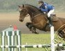 jumper Cordio B (German Warmblood, 2006, from Cordius M)