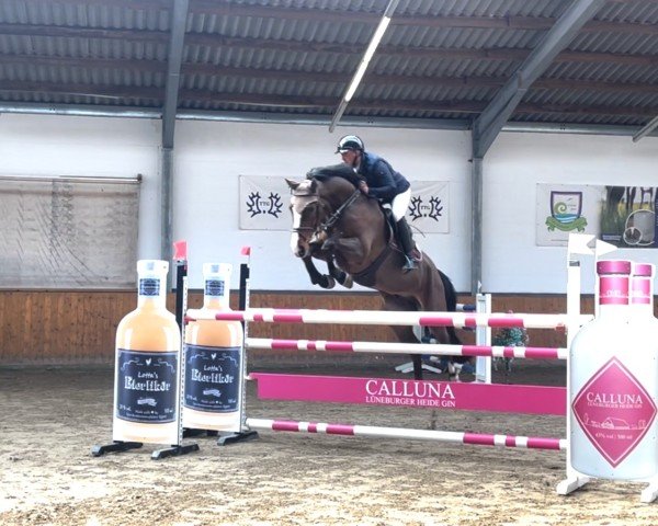 Springpferd Casall Gold (Hannoveraner, 2017, von Casallco)