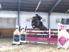 jumper Casall Gold (Hanoverian, 2017, from Casallco)
