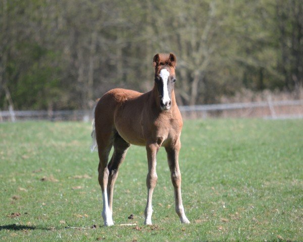 foal by Nimbus W (German Riding Pony, 2025, from Neverland WE)