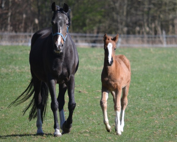 foal by Hermine W (German Riding Pony, 2025, from Hulapalu ZV WE)