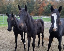 broodmare Saphora (Hanoverian, 2020, from Blue Hors St. Schufro)