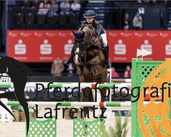 Springpferd Fato Rebell (Deutsches Sportpferd, 2016, von Freeman VDL)