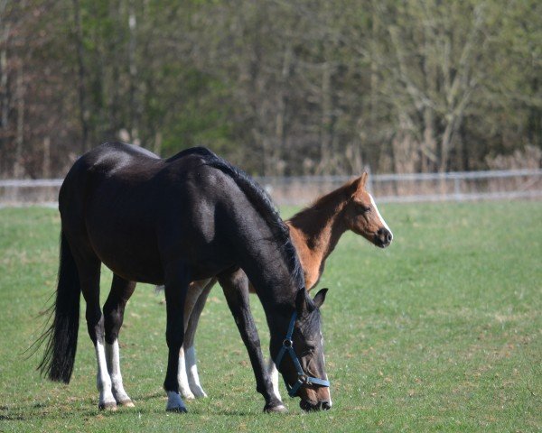 broodmare For Special Girl P (German Riding Pony, 2003, from Special Dream TCF)