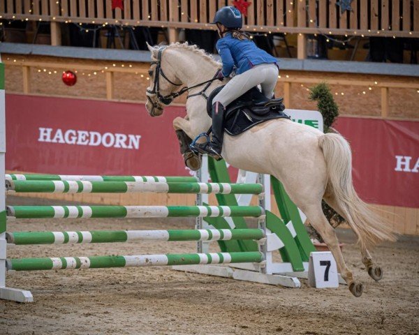 Dressurpferd Romina Gold (Deutsches Reitpony, 2011, von Rheingold)