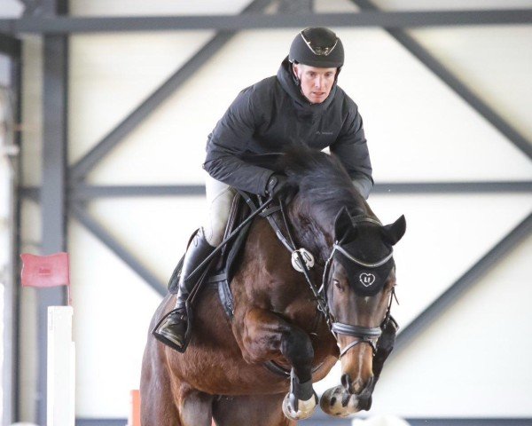 broodmare Balouna G (Hanoverian, 2016, from Balou du Rouet)