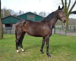 broodmare Fienchen W (Westphalian, 2014, from Feedback 16)