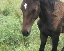 broodmare Francesca (Hanoverian, 2019, from Finest)