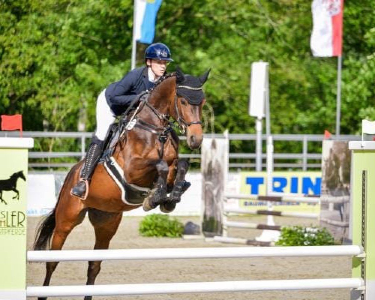 Springpferd Greifenbachs Annuschka (Oldenburger Springpferd, 2019)