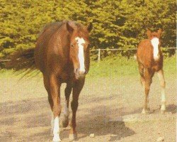 Pferd Slidin Chic Olena (Quarter Horse, 1999, von Smart Chic Olena)