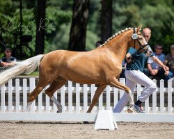 Zuchtstute New Style LR (Deutsches Reitpony, 2018, von Fs Numero Uno)