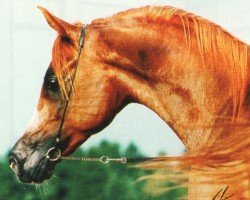 stallion Benik ox (Arabian purebred, 1988, from Naftalin 1977 ox)