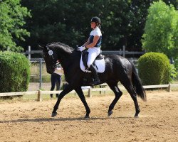 dressage horse Elisenbergs Fibonacci (Hanoverian, 2016, from Fürstenball)