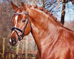 dressage horse Dalmaz (German Sport Horse, 2014, from Destano)