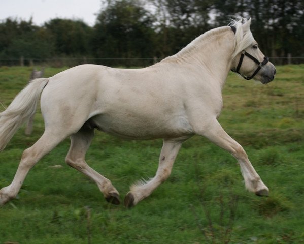 horse Rakni (Fjord Horse, 2012, from Rudsmo Remi)
