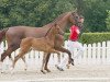 dressage horse Darkly Dressed AG (Westphalian, 2021, from Dark Dressed Man)