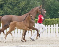 dressage horse Darkly Dressed AG (Westphalian, 2021, from Dark Dressed Man)