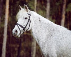 Zuchtstute Aileen (New-Forest-Pony, 1994, von Morning Sun)