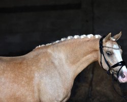 dressage horse Golden Glory 8 (German Riding Pony, 2017, from HET Golden Dream)