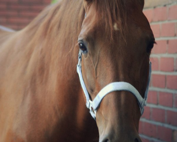 dressage horse Red Lily (German Warmblood, 2009, from Rubidon)