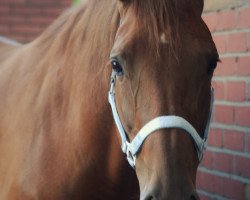 dressage horse Red Lily (German Warmblood, 2009, from Rubidon)