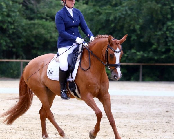 dressage horse de Janeira 2 (German Riding Pony, 2013, from Dornik B)