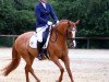 dressage horse de Janeira 2 (German Riding Pony, 2013, from Dornik B)