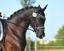 dressage horse For Freddy Wm (Oldenburg, 2016, from For Romance I)