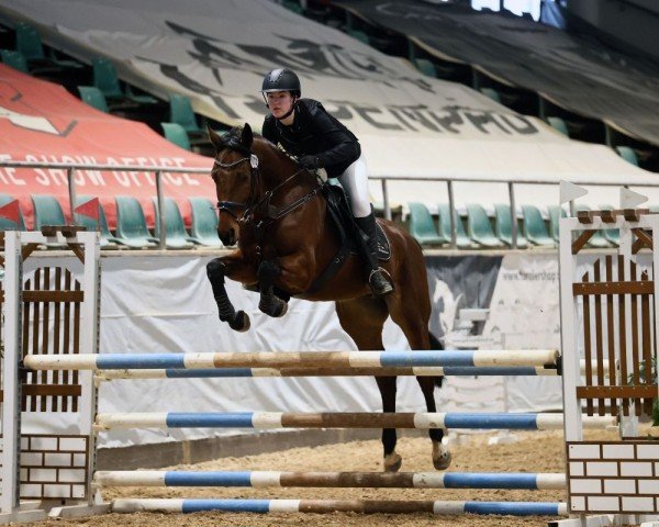 Springpferd Diarada G (Oldenburger Springpferd, 2019, von Diarado)