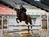 jumper Diarada G (Oldenburg show jumper, 2019, from Diarado)