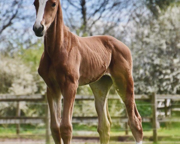 dressage horse Löschners Salvador (Danish Warmblood, 2024, from Santiano)