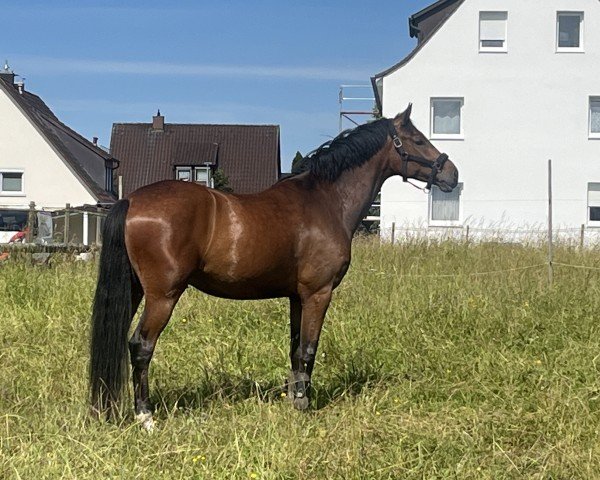 jumper Don't call him Detlef (Westphalian, 2020, from Dia Corrado)