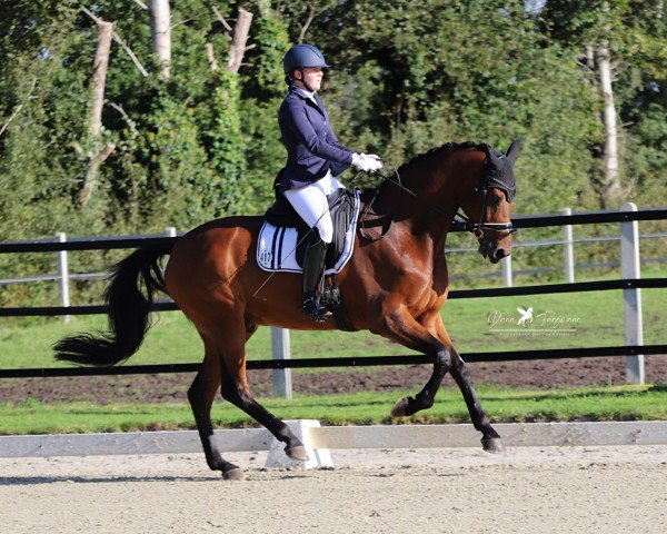 Dressurpferd Jenairo (KWPN (Niederländisches Warmblut), 2014, von Ferdeaux)