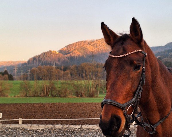Pferd Lybertina Von Shutterfly (Ungarisches Warmblut, 2011, von Obora's Shutterfly)