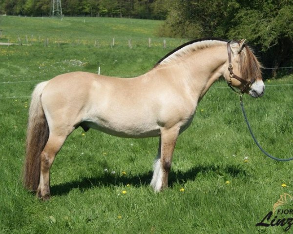 stallion Mr. Tveiten N.2591 (Fjord Horse, 2003, from Herman N.2707)