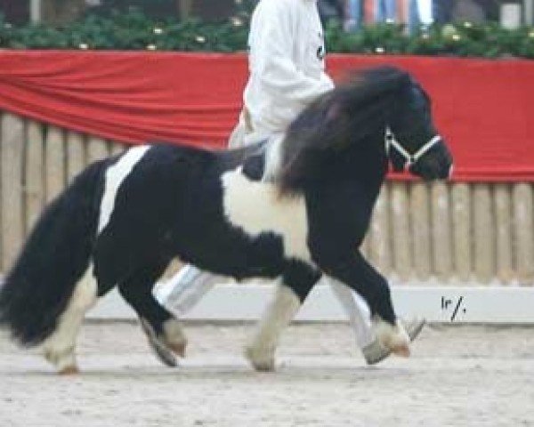 horse Vesper van de Zandkamp (Shetland Pony, 2004, from Larsto v.d.Berkenhoeve)