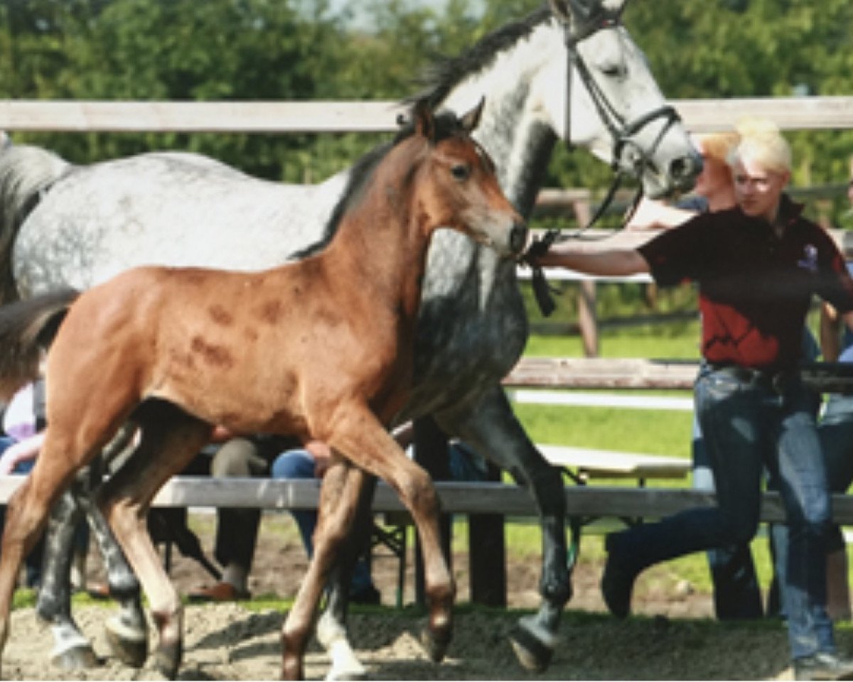 Zuchtstute Tassina (Holsteiner, 2003, von Cassini I)