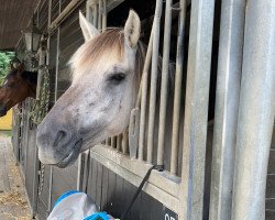 broodmare Rapunzel vom Eidenbach (Fjord Horse, 2013, from Haakon)